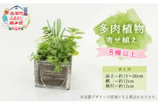 多肉植物寄せ植え 8種以上 観葉植物 植物 観葉 おすすめ おしゃれ インテリア 室内 記念日 誕生日 プレゼント 贈答 贈り物 初心者 オフィス ギフト 栽培 園芸