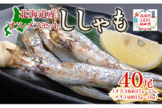 北海道産ししゃもオスメス40尾セット 北海道 稀少 魚 シシャモ メス オス セット おつまみ 魚貝類 干物 本物 人気 希少 塩 味付け 脂のり 旨み 美味しい 大きい