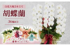 【選べるこだわり豪華ラッピング】赤平長持ち胡蝶蘭白花大輪3本立て (36輪以上) レッドパープル