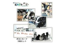 3-4 喜多牧場ポストカードセット