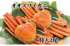 15-289 北海道産　特大ボイルオオズワイガニ姿　２尾　計1.5ｋｇ内外