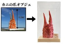 34-23 カニの爪オブジェ（大型）ケース付き