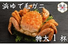 26-45 【敬老ギフト】流氷明け浜ゆで毛ガニ　特大1杯