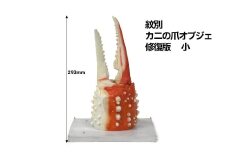 50-80 紋別 カニの爪オブジェ - 修復版, 小 -
