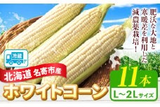 【先行予約】【ふるさと納税】令和7年産 北海道名寄産ホワイトコーン L〜2Lサイズ11本 《2025年8月中旬-8月下旬頃より出荷予定》NPO法人なよろ観光まちづくり協会 北海道 とうもろこし トウモロコシ Lサイズ 2Lサイズ  お取り寄せ 旬 新鮮 産地直送 甘い 糖度 22本 冷蔵
