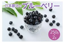 令和6年度産「日本最北のブルーベリー」250g×2パック ≪フルーツ 果物 予約 北海道産 無農薬 積み立て 新鮮≫ 《2024年7月下旬～8月下旬頃出荷》
