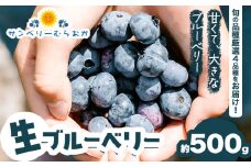 生ブルーベリー 約500g サンベリーむらおか 《2024年7月下旬～8月上旬頃出荷》北海道 名寄市 ブルーベリージャム フルーツ 果物 くだもの  ケーキ 作り お菓子 スイーツ 贈り物 贈答用 内祝い ギフト 国産【配送不可地域あり】