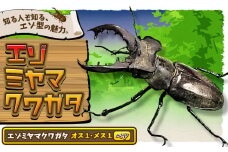 エゾミヤマクワガタ クワガタ オス メス ペア《2024年7月上旬-8月下旬頃出荷》北海道 名寄市 昆虫 虫 大型【配送不可地域あり】