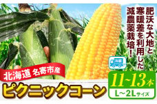 とうもろこし 令和6年産 北海道名寄市 ピクニックコーン Lサイズ 2Lサイズ 11本 ～ 13本 《8月中旬-9月中旬頃出荷予定》 NPO法人なよろ観光まちづくり協会 北海道 トウモロコシ 取り寄せ 新鮮 産地直送 冷蔵【配送不可地域あり】(離島) st-p