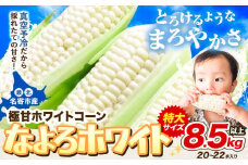 【先行予約】 受付中 とうもろこし ホワイトコーン 「 なよろホワイト 」 8.5kg 以上 20～22本【2025年8月上旬-9月中旬頃出荷】  特大 サイズ北海道 朝採り 真空予冷 冷蔵 高糖度 ピュアホワイト トウモロコシ ギフト お中元 コーン