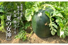 《2025年分受付中》『夏の女神』大玉！種が少なくて甘い黒皮スイカ1玉入（6～8kg）【01061】