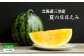 《2025年分受付中》黄色いスイカ夏のほほえみ1玉(4～6kg)