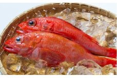 D-52001 【北海道根室産】鮮キチジ(めんめ、キンキ)