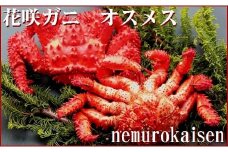 B-57006 【北海道根室産】花咲ガニオスメス各1尾(計1.3kg前後)