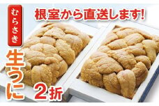 A-71004 ムラサキウニ70～80g×2折[7月上旬以降発送]
