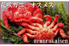 A-57019 【北海道根室産】花咲ガニオスメス各1尾(チルド便)