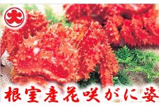 C-01023 【北海道根室産】花咲がに姿1.2kg×1尾