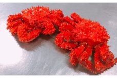 B-27016 【北海道根室産】花咲蟹2尾(計1.2～1.4kg)
