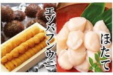 E-40019 エゾバフンウニ140g×1折、お刺身ホタテ貝柱500g×1P[11月下旬以降発送]