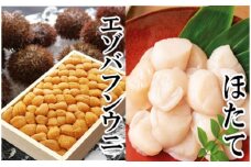 E-40023 エゾバフンウニバラ詰め150g×1折、お刺身ホタテ貝柱500g×1P[11月下旬以降発送]