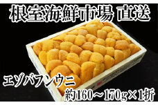 C-28039  根室海鮮市場＜直送＞エゾバフンウニ(黄系)160～170g×1折