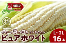 2025年夏発送 白いとうもろこし ピュアホワイト L～2L 16本