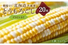 2025年夏発送 とうもろこし 20本セット【土居ファーム】