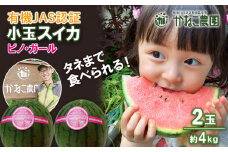 【2025年8月中旬より発送】 有機JAS認定！スイカ ピノガール 数量限定 すいか 小玉 西瓜 フルーツ セット 果物 有機 【かねこ農園】