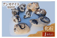 化石 1点もの 北海道産 アンモナイト 母岩付 [加藤樹石苑 北海道 歌志内市 01227ai021] 置物 コレクション 白亜紀 数量限定