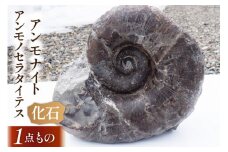 化石 アンモナイト アンモノセラタイテス 1個 【1点もの】 [加藤樹石苑 北海道 歌志内市 01227ai065] 中生代 白亜紀
