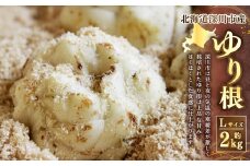 《令和7年産 先行受付》北海道深川市産 ゆり根（Lサイズ） 約2kg 【2025年9月上旬-10月上旬 発送予定】ゆりね