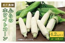 富良野 ホワイトコーン4.2kg以上(12～14本)スイートコーン　とうもころし【1265609】