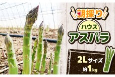 ＜数量限定＞朝採りハウスアスパラ 2Lサイズ(アスパラ約1kg)【1276024】