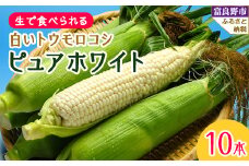 北海道富良野産生で食べられる 白いトウモロコシ　ピュアホワイト10本入り_ とうもろこし トウモロコシ とうきび 野菜 人気 美味しい 北海道 富良野 富良野市 ふるさと 【1275562】