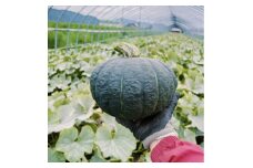 富良野産　甘ほくかぼちゃ　10kg(4～5個)【1360694】