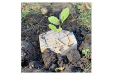＜あなたの木を富良野に植えます＞富良野の自然を守る植樹代行券(苗木1本)【1371503】
