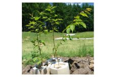 ＜あなたの木を富良野に植えます＞富良野の自然を守る植樹代行券(苗木2本セット)【1371504】