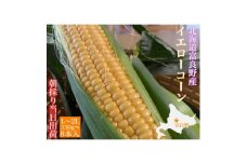 朝採り とうもろこし 北海道富良野産 L～2L 8本入【1405987】
