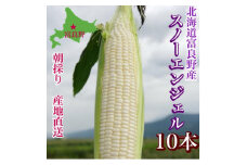 白いとうもろこし「スノーエンジェル」北海道富良野産 L～2L 10本入_ とうもろこし コーン トウモロコシ 野菜 ホワイトコーン 朝採れ 人気 産地直送 甘い 送料無料 希少 限定 人気 おすすめ 北海道 富良野 【1405480】