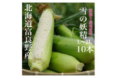 朝採り 白いとうもろこし「雪の妖精」秀品 北海道富良野産 L～2L 10本入_ とうもろこし コーン トウモロコシ 野菜 ホワイトコーン 朝採れ 人気 産地直送 甘い 送料無料 希少 限定 人気 おすすめ 北海道 【1405482】