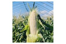 富良野産　ホワイトショコラ　2Lサイズ　10本　露地栽培とうもろこし　【1425893】