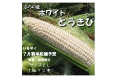 ＜数量・期間限定＞ふらの産　ホワイト　とうきび　10本　サイズ2L　【1470193】