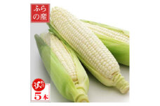 北海道富良野産 生で食べられる白いとうもろこし ピュアホワイト 訳あり 5本【1498216】