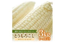 糖度17度以上!とうもろこし＜ホワイトショコラ(白)＞3kg詰め　8～9本入り【1501475】