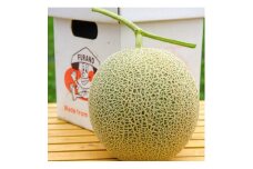 富良野メロン1.3kg～1,5kg1玉入り【1511792】