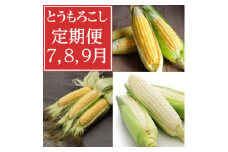 ＜発送月固定定期便＞7月・8月・9月　生で食べれるトウモロコシ定期便　北海道富良野からお届け全3回_ トウモロコシ とうもろこし ピュアホワイト ゴールドラッシュ 北海道 富良野 定期便 野菜 生 産地直送 送料無料 【4056407】