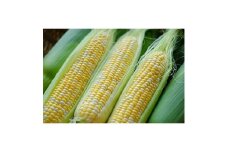 ＜発送月固定定期便＞北海道富良野市で大人気のお野菜全2回【4061292】