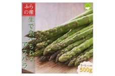 「生」で食べられる!北海道富良野産　グリーンアスパラ　500g (S～Lサイズ混合)_グリーンアスパラ 野菜 アスパラ 北海道 富良野 産直 産地直送 人気 おすすめ 送料無料 贈答 ギフト プレゼント【1633261】