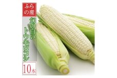 早採り ハウス栽培　幻の白いトウモロコシ　ピュアホワイト　10本【1642176】