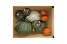 ＜先行受付＞富良野産かぼちゃ詰め合わせ5kg【1660842】